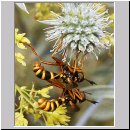 Conops quadrifasciatus - Dickkopffliege 01.jpg